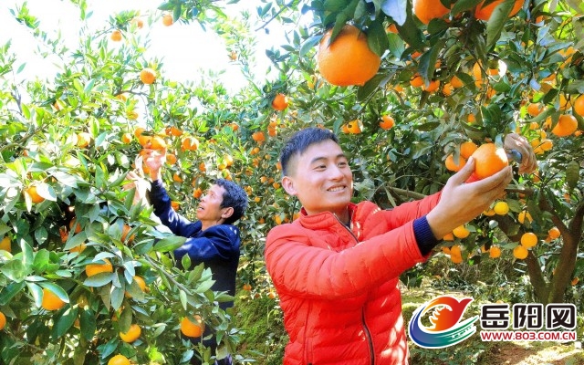 柑橘喜大丰收 农户采收忙