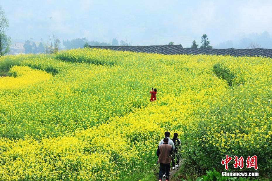 湖北巴东千亩油菜花绽放梯田花海风景如画