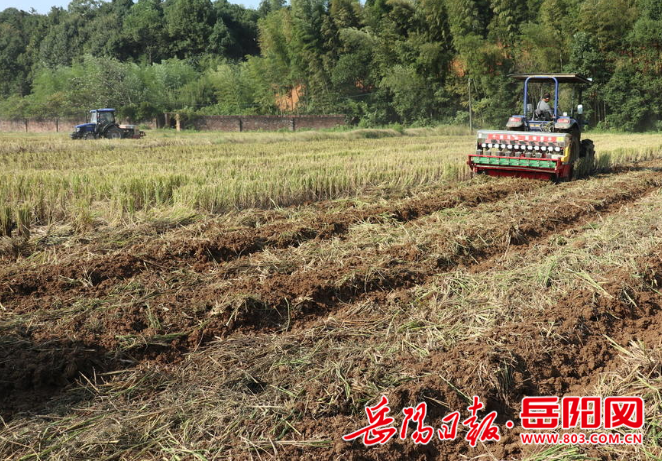 农民播种施肥忙 汨罗计划种植秋冬作物32万亩 