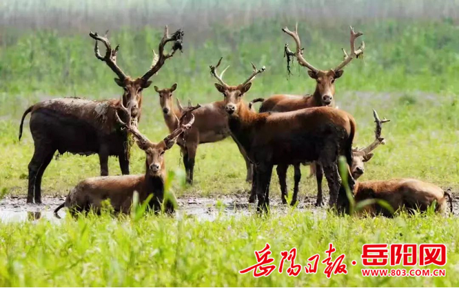 苑内麋鹿东洞庭湖麋鹿苑研学旅游基地位于湖南省岳阳市君山区洞庭湖与