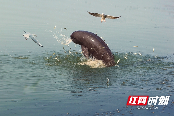 江豚，瀕危動物，國家一級保護動物，目前長江江豚約1012頭左右，鄱陽湖的江豚數量占總數的三分之一，長江江豚是唯一全生活在淡水的亞種。余會功＋共享.jpg