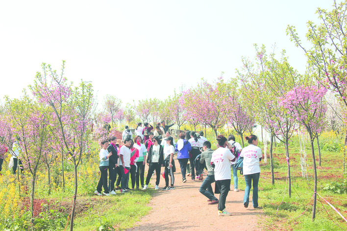 岳阳第二届浪漫樱花旅游文化节开幕