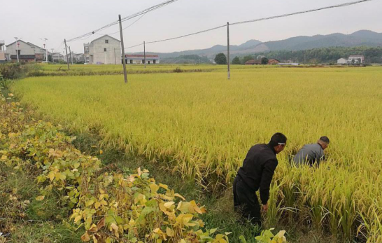 岳阳县步仙镇优质稻示范基地