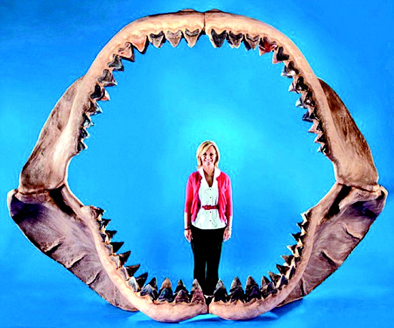 看史前鲨鱼的牙齿
