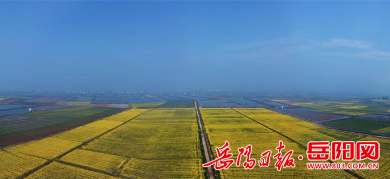 岳阳网>县区>汨罗市>近年来,白塘镇大力推广"稻油轮作"模式,在改良