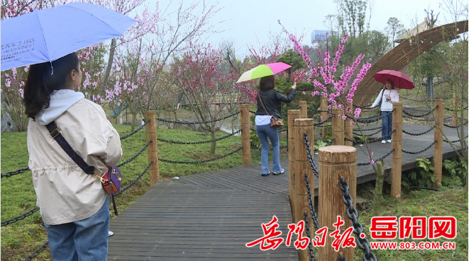 临湘市浮标小镇桃花园:桃花竞相开放 成为网红打卡圣地