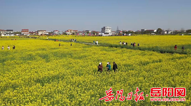 临湘市江南镇万亩油菜花绽放醉美八方游客