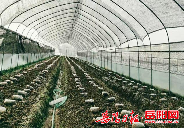 湘阴县杨林寨乡成功试种羊肚菌带来致富新希望