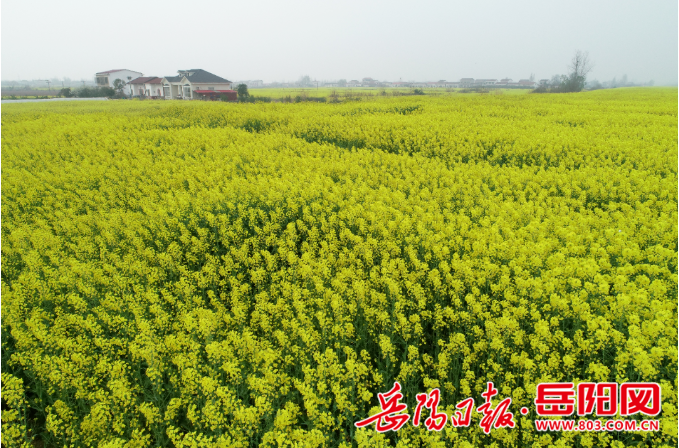 岳阳日报全媒体讯君山区广兴洲镇黄安村,80亩油菜花满枝头,景色迷人