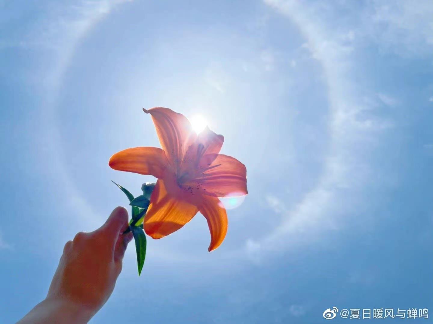 的鲜花与日晕合影留念还有的网友连忙抱起自家的宠物"抬头就见到惊喜!