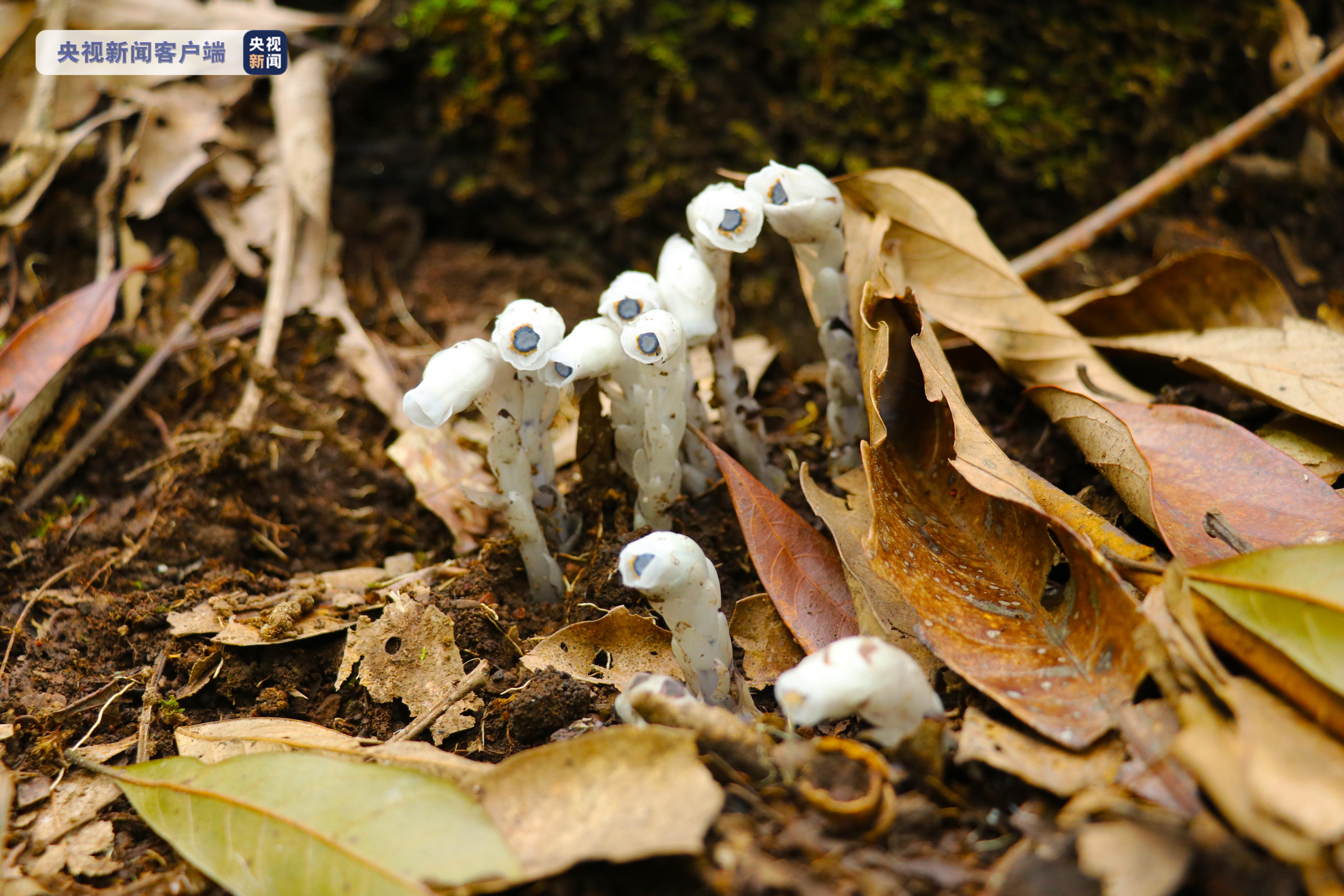 罕见云南发现国家近危级别珍稀植物水晶兰