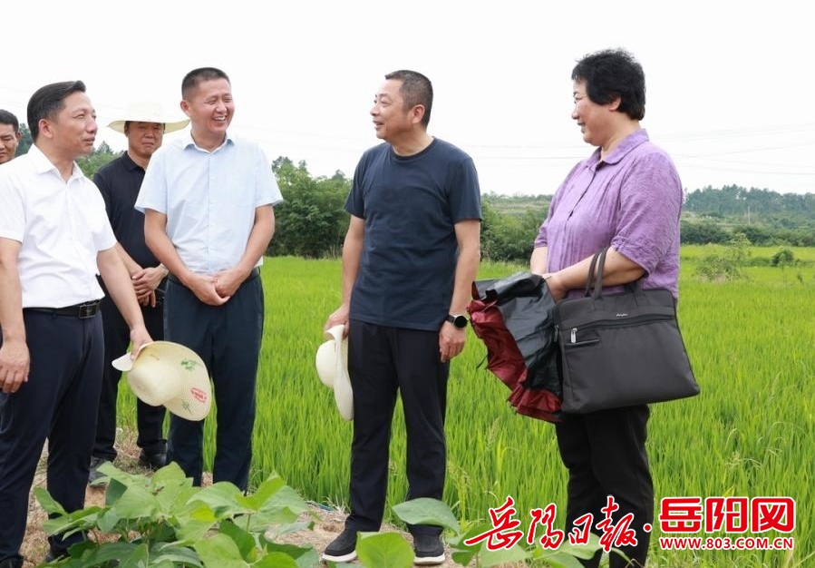 汨罗市:朱平波到白塘镇桃林寺镇督导防汛抗灾和农业生产等工作