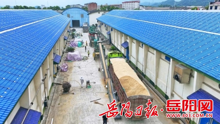 0811颗粒归仓正当时 我市早稻收购工作有序推进3.jpg