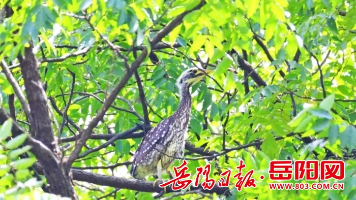 临湘龙窖山找到海南鳽巢穴.mp4_snapshot_04.40.000.jpg