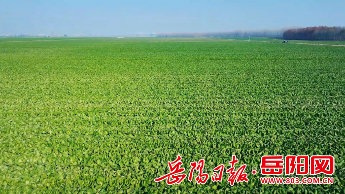 大面积芥菜9_86.png
