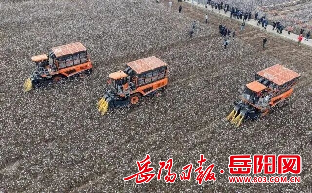 棉花07_7.jpg