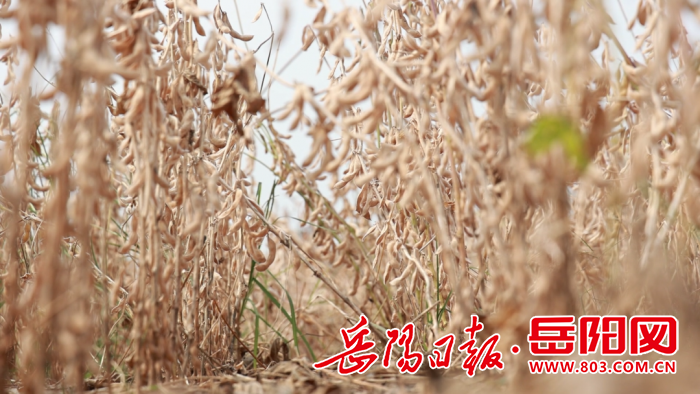 注滋口镇大豆示范基地现场 (2).png