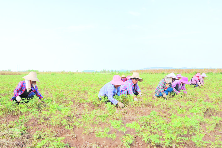 图为万庾镇兔湖垸农户在万亩中药材种植示范基地劳作