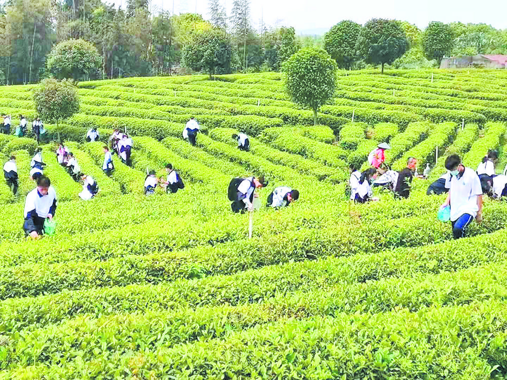 君山银针茶制作技艺入选国家"非遗"