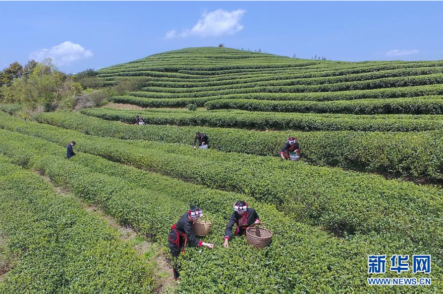 福建福鼎：春茶飘香