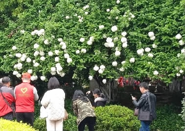 快来看 长沙紫凤公园开满了“玉树琼花”