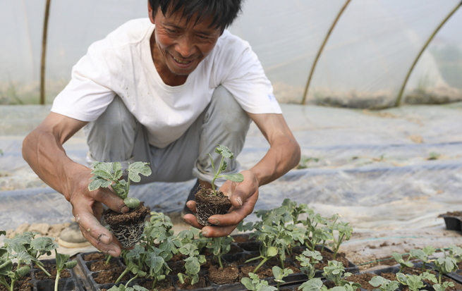 交通便捷气候给力 温州瓜农在汨罗种下百亩西瓜