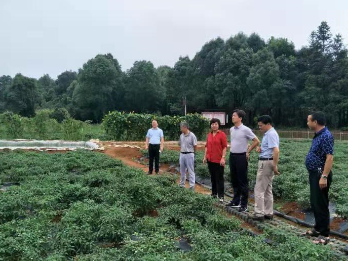 湘阴县樟树镇最新动态图片