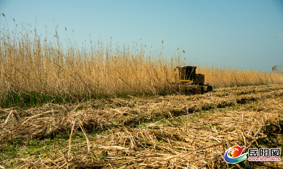 君山区芦苇总场紧锣密鼓收割运送芦苇