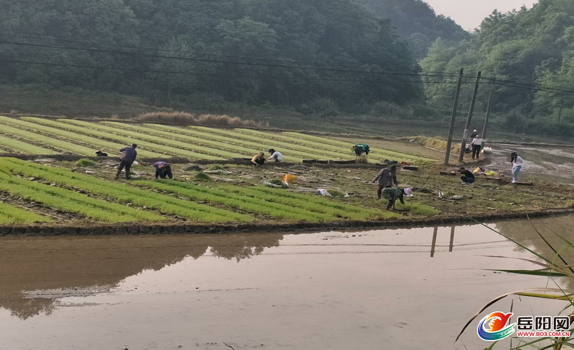 张勇 通讯员 高鸿儒 近日,记者来到临湘市羊楼司镇,只见农田里机械