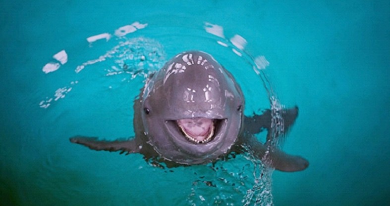 书生生死守望江豚的微笑