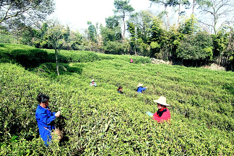 由于今年开春后阳光充足,雨水适量,采摘期比上年提前8天,据君山银针