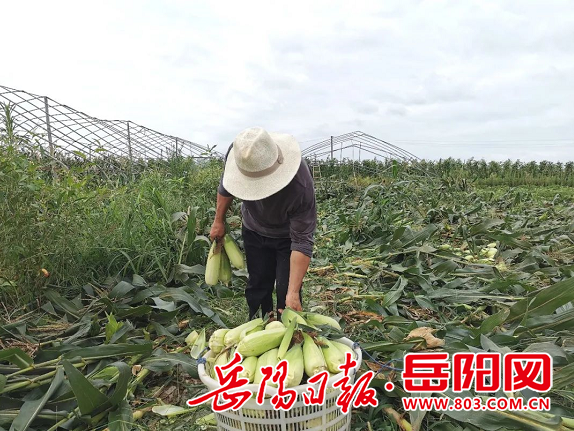 岳陽縣中洲鄉水果玉米種植一舉多得