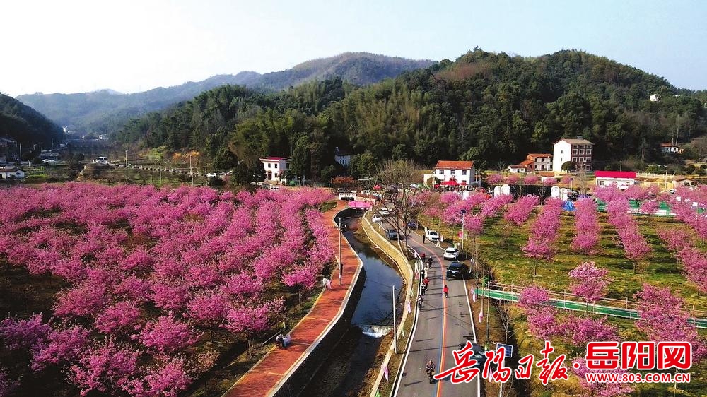 5公分樱花苗木价格