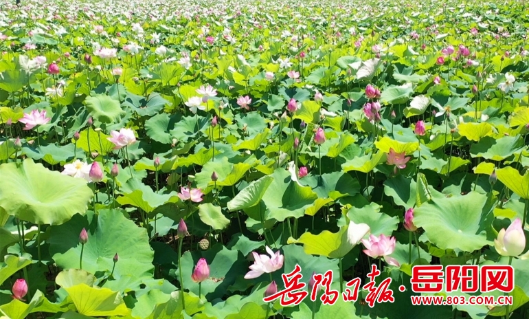 临湘市江南镇荷花盛开美在当夏