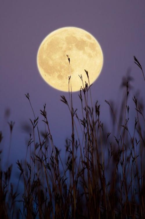 中秋月夜美景图片图片