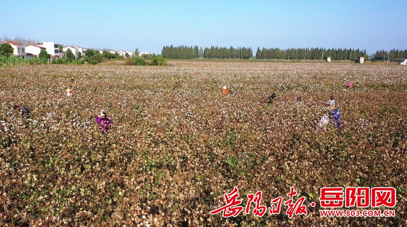 临湘市黄盖镇金秋棉花采收忙