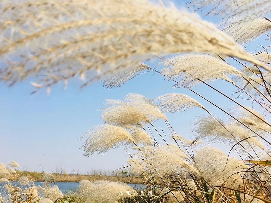 蓝德和晚秋芦花