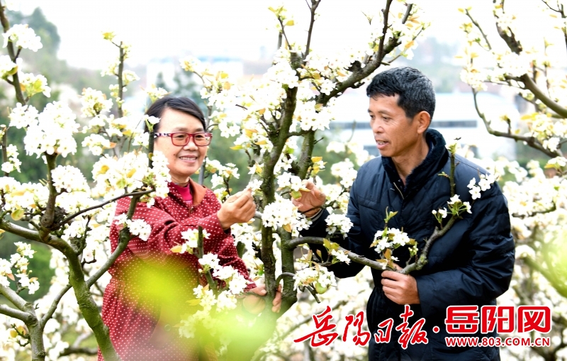 经开区康王乡梨花竞相开果农授粉忙