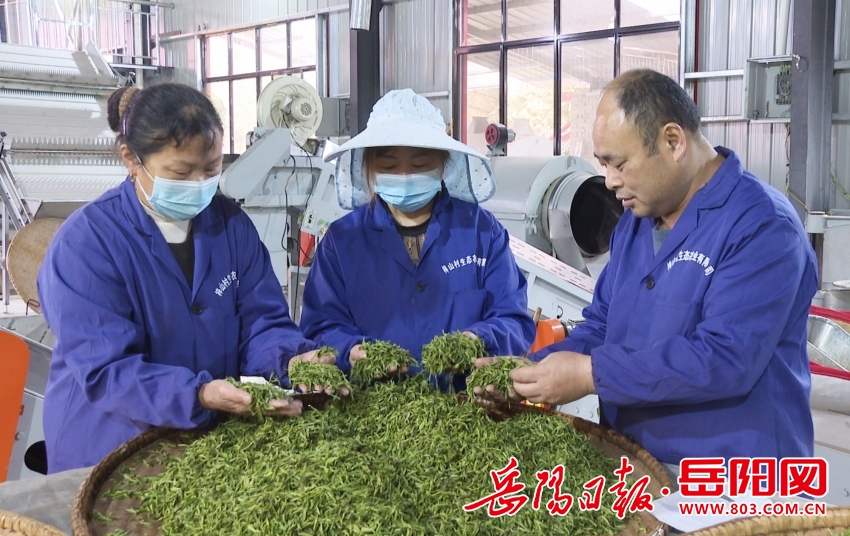 临湘市桃林镇山上采茶忙山下制茶香