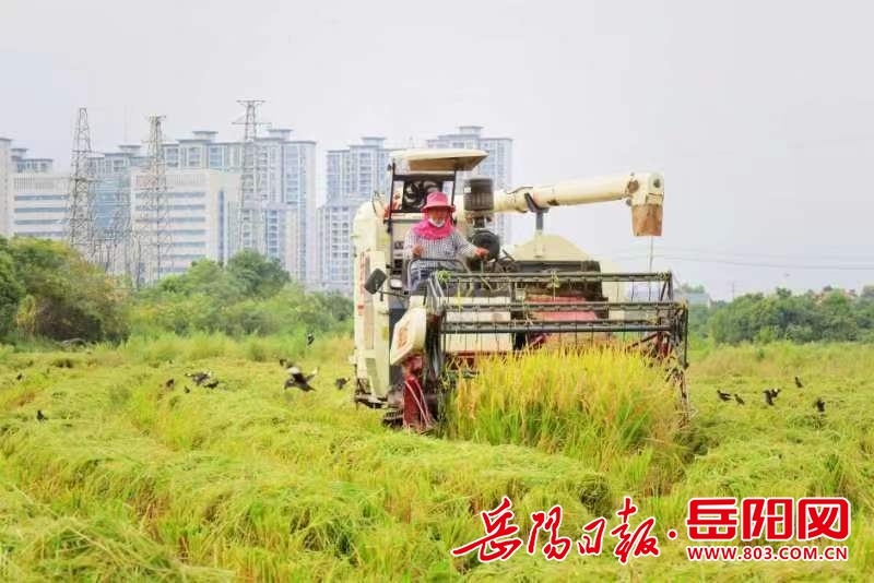 澳门最精准正最精准龙门客栈,汨罗市汨罗镇：水稻迎来丰收季  “新型职业农民”绽笑颜