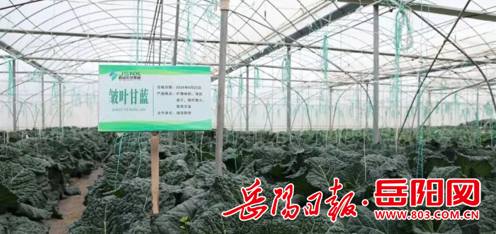 “高标准”叩开大市场 君山蔬菜锁定2026年粤港澳订单