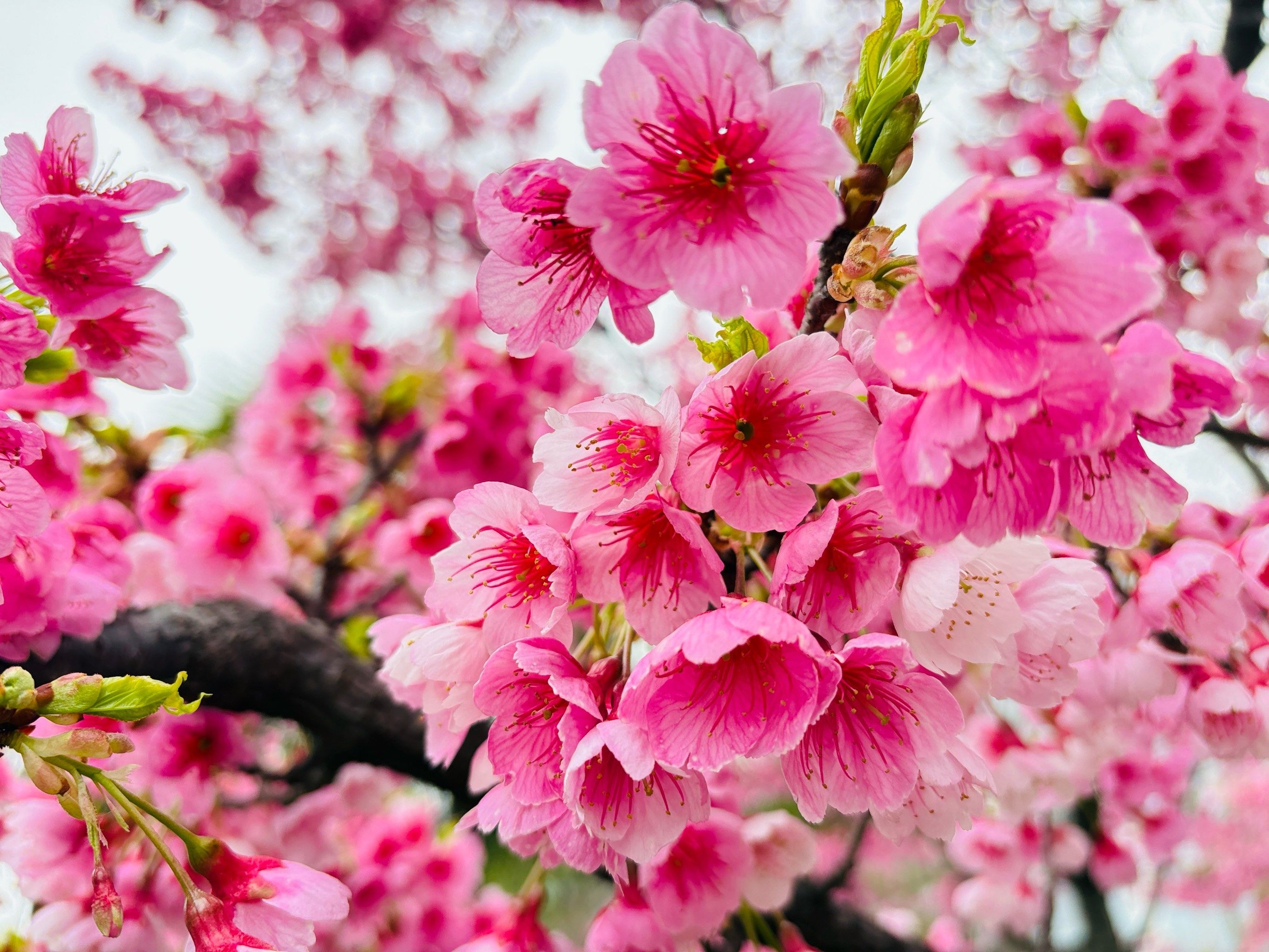 1017014581607092.jpg 39af56cade22785f905bced9a6c8b04a.jpg