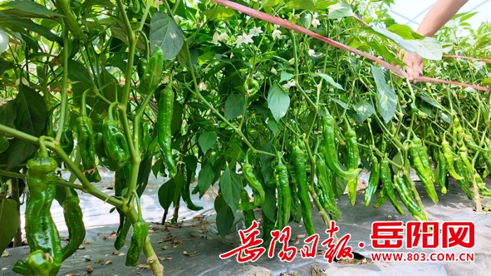 辣椒_副本.jpg