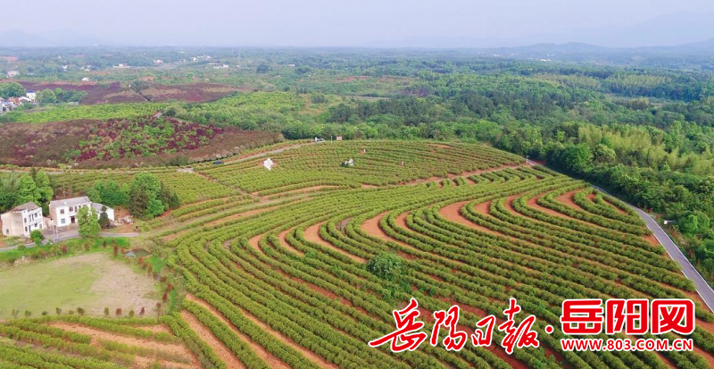 BG真人最美四季花海路 穿行青山碧水间(图2)